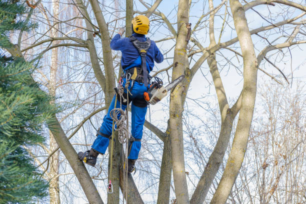 Best Tree Risk Assessment  in Patchogue, NY