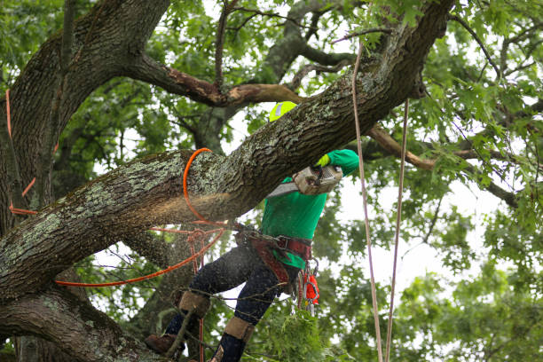 Professional Tree Removal Services in Patchogue, NY