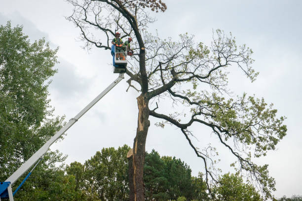 Best Hazardous Tree Removal  in Patchogue, NY